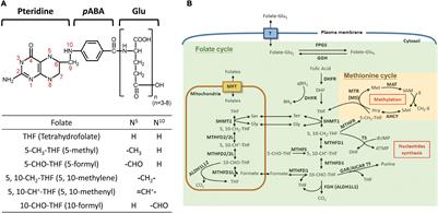 The Incoherent Fluctuation of Folate Pools and Differential Regulation of Folate Enzymes Prioritize Nucleotide Supply in the Zebrafish Model Displaying Folate Deficiency-Induced Microphthalmia and Visual Defects